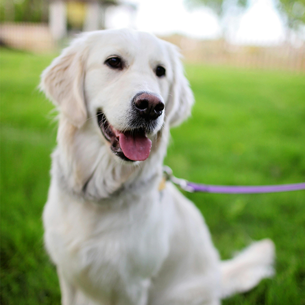 Behavioural Nurses Clinics at Langport and Street Vets