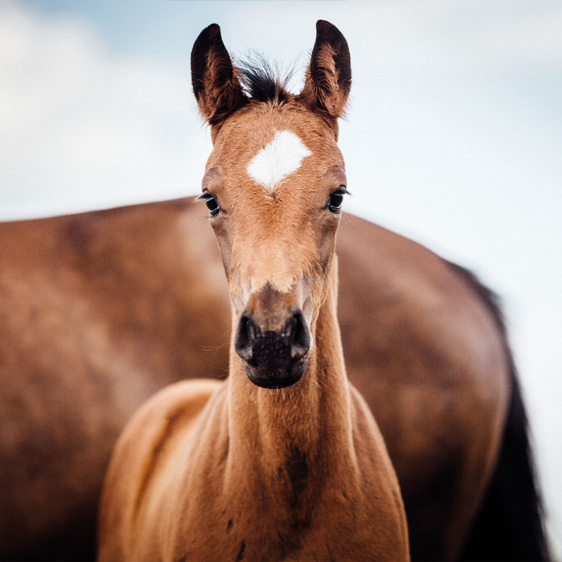 Langport and Street Vets - Equine