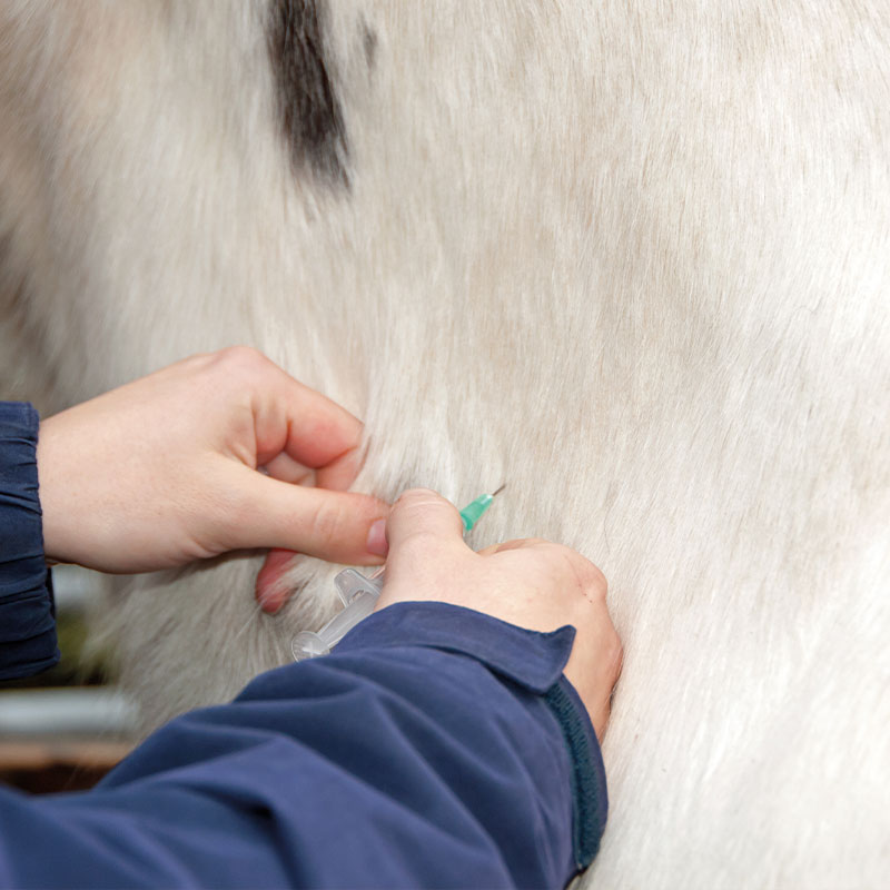 Langport and Street Vets - Equine Services vaccinations