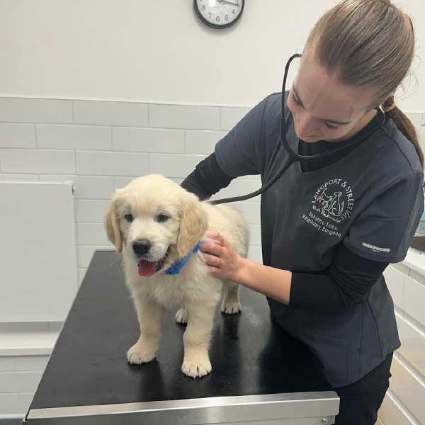 Puppy Nurses Clinics at Langport and Street Vets