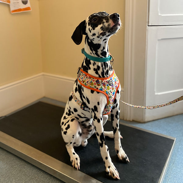 Weight and Diabetic Nurses Clinics at Langport and Street Vets